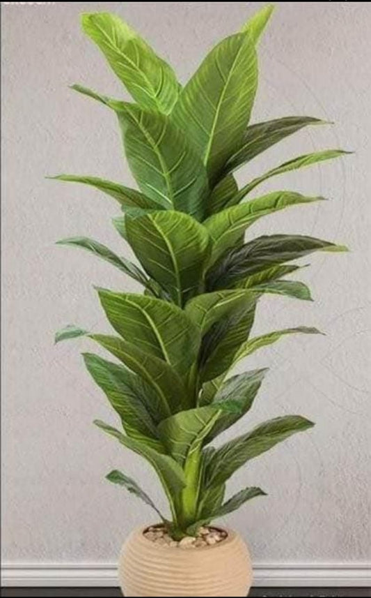 Diffbachia tree large + pot-CF-123