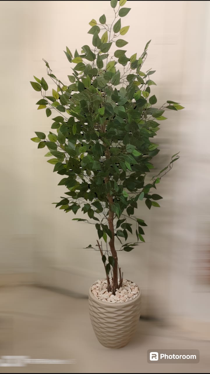 Benjamina tree + pot-CF-141