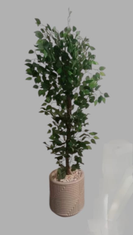 Benjamina tree + pot-CF-142