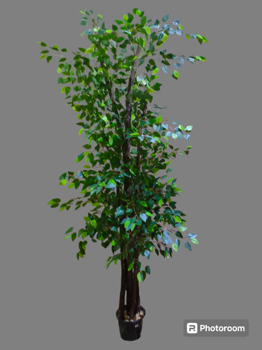 Benjamina tree + pot-CF-143