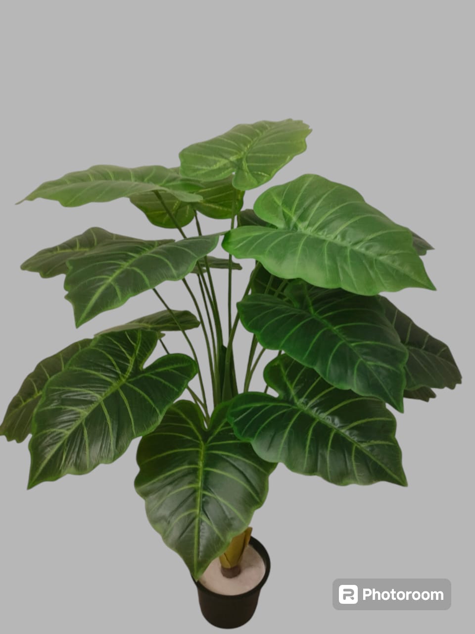 Pothos tree + pot-CF-152