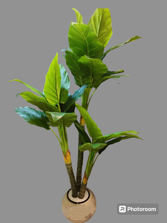 Triple banana tree + pot-CF-169