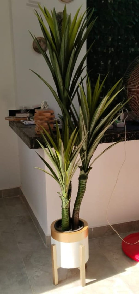 Yucca tree + pot-CF-206