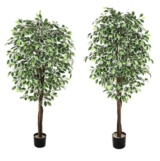 Benjmina tree + short-CF-211