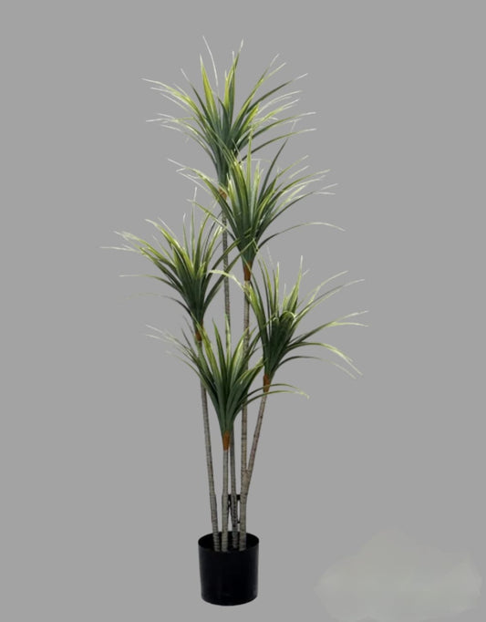 Yucca tree + pot-CF-214