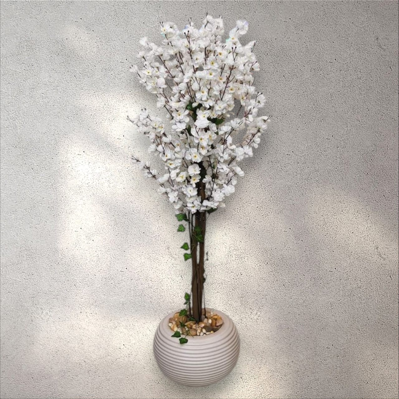 White apricot tree + pot-CF-222