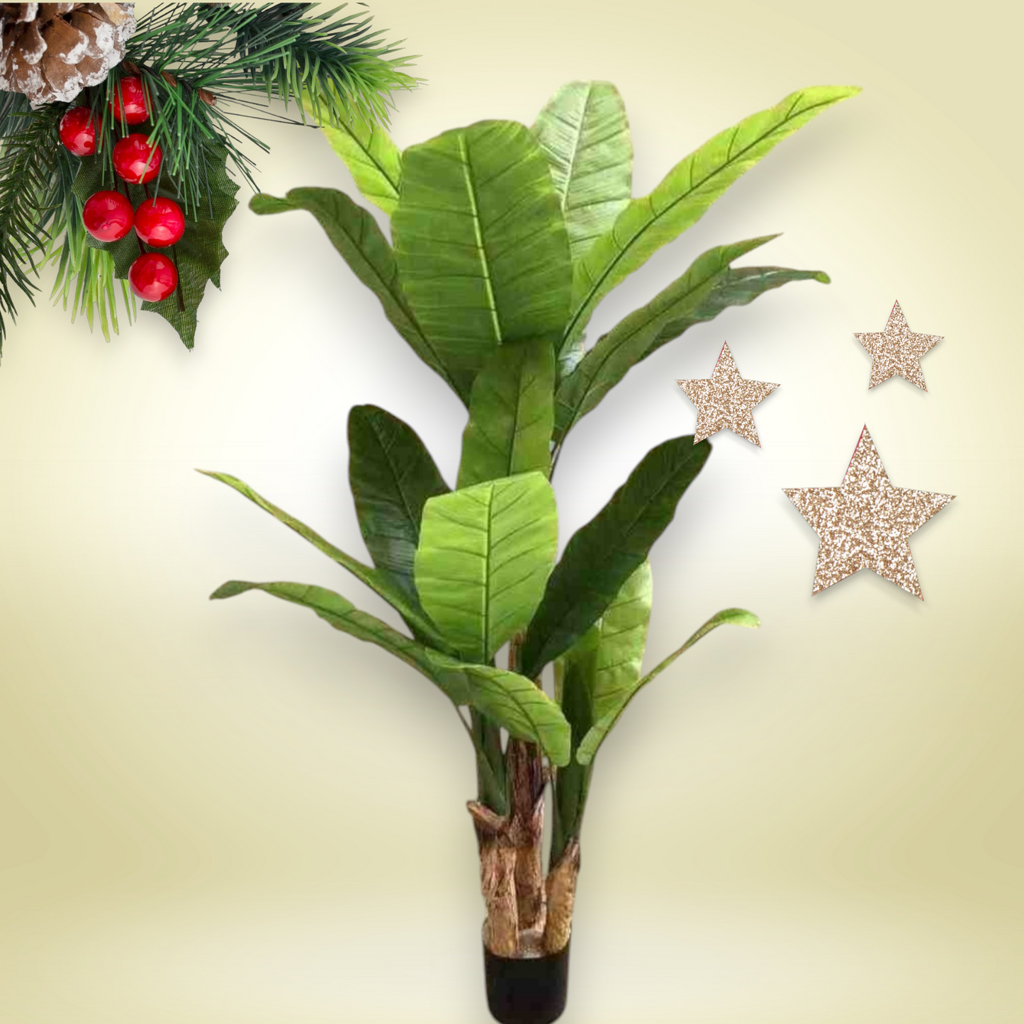 Plain green triple banana tree + plastic pot-CF-289