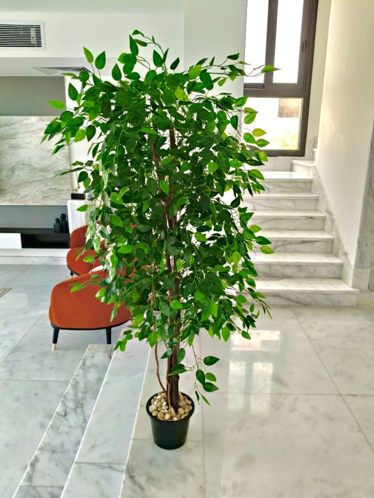 Artificial Benjamin Tree - 170 x 50 cm --HMLX76